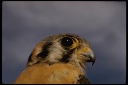 Image of American Kestrel