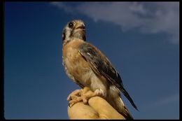 Image of American Kestrel