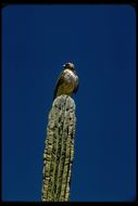 Image of Red-tailed Hawk