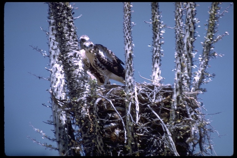 Image of Red-tailed Hawk