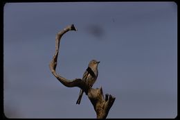 Image of Myrtle Warbler