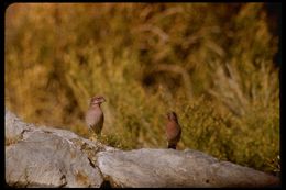 Image of Purple Finch