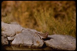 Image of Purple Finch