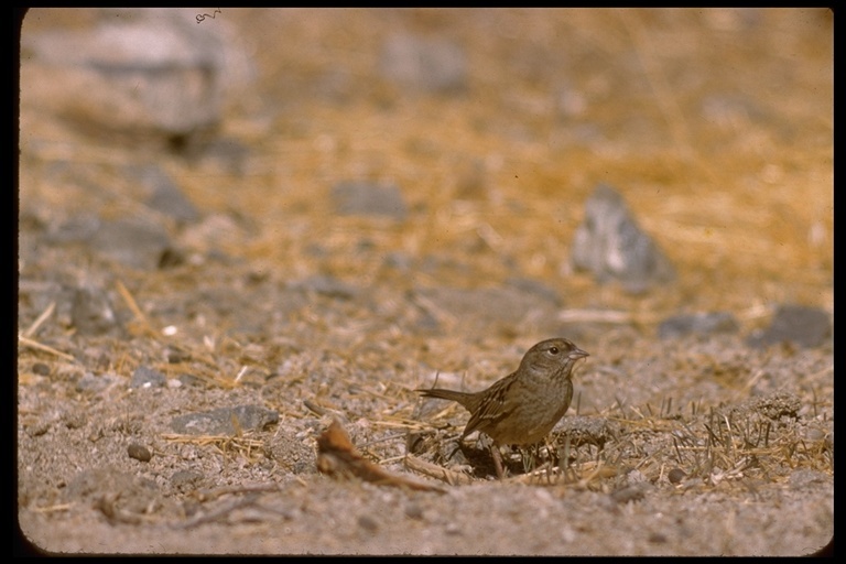 Image of Golden-crowned Sparrow