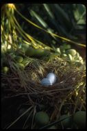 Image of American Mourning Dove