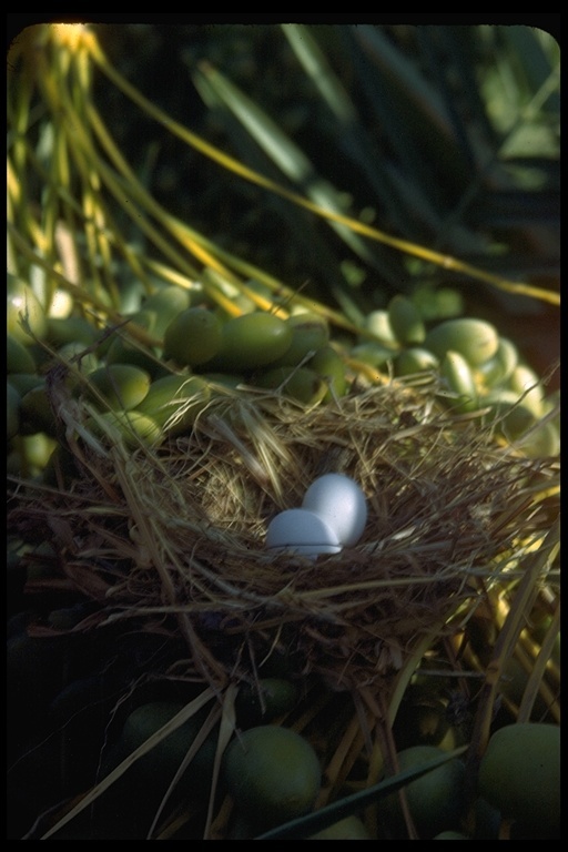 Image of American Mourning Dove