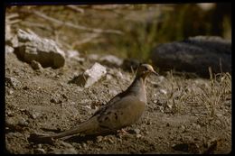 Image of American Mourning Dove