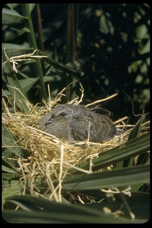 Image of American Mourning Dove