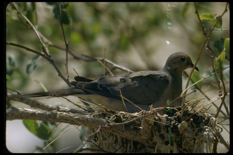 Image of American Mourning Dove