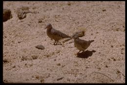 Image of Plain-breasted Ground Dove