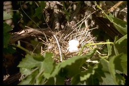 Image of Plain-breasted Ground Dove