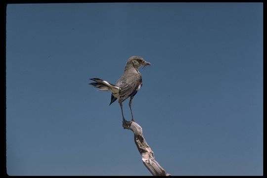 Image of Northern Mockingbird