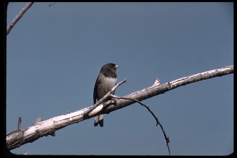 Image of Dark-eyed Junco