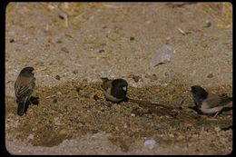 Image of Dark-eyed Junco