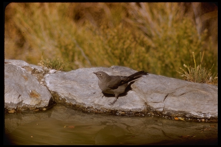 Image of Townsend's Solitaire