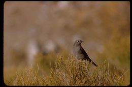 Image of Townsend's Solitaire