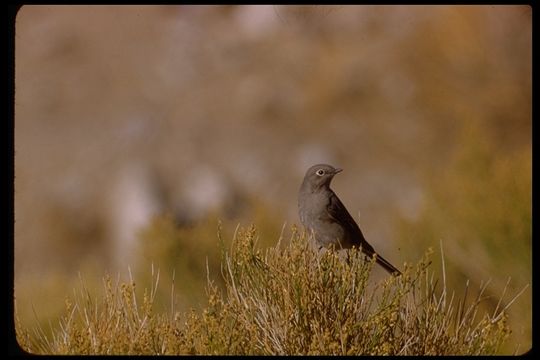 Image of Townsend's Solitaire