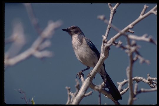 صورة Aphelocoma californica californica (Vigors 1839)