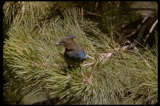 Image of Steller's Jay