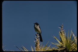 Aphelocoma californica californica (Vigors 1839) resmi