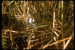 Image of Green Heron