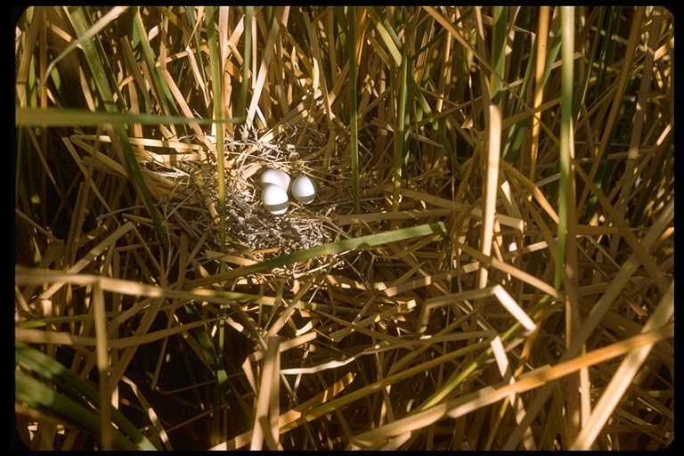 Image of Green Heron