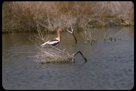 Image of American Avocet