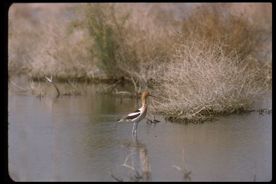 Image of American Avocet