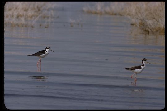 Image of Black-necked Stilt