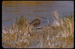 Image of Long-billed Dowitcher