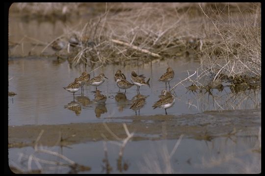 Image of Western Sandpiper