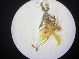 Image of brachythecium moss