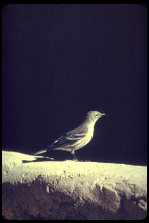 Image of Myrtle Warbler