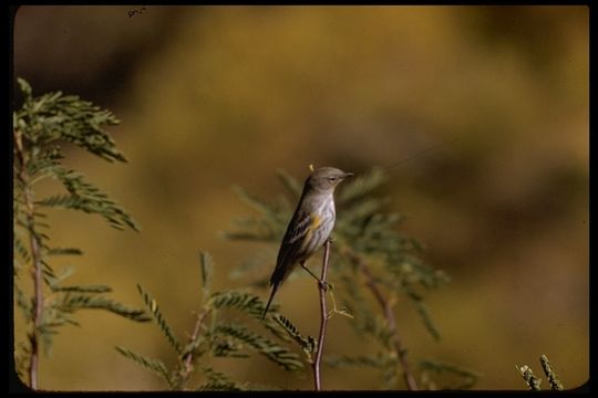 Setophaga coronata (Linnaeus 1766) resmi