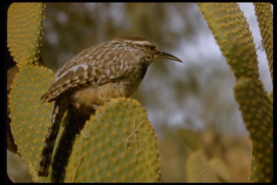 Imagem de Campylorhynchus brunneicapillus (Lafresnaye 1835)