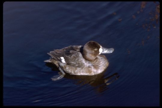 Image of Lesser Scaup