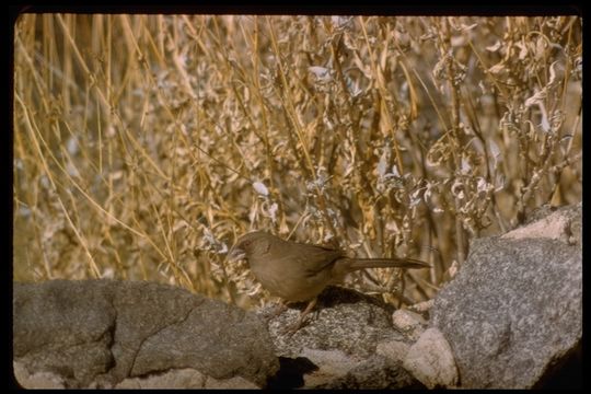 Image of Abert's Towhee