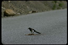 Image of Black-billed Magpie