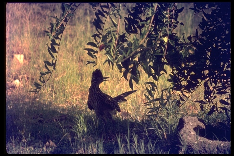 Sivun kalifornianjuoksukäki kuva