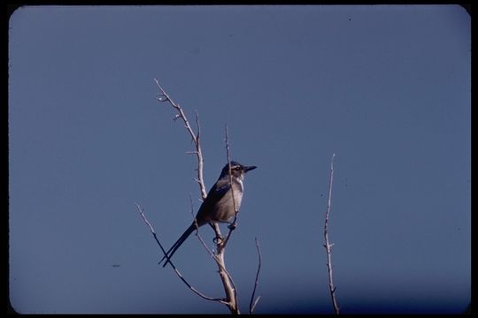 Aphelocoma californica californica (Vigors 1839) resmi