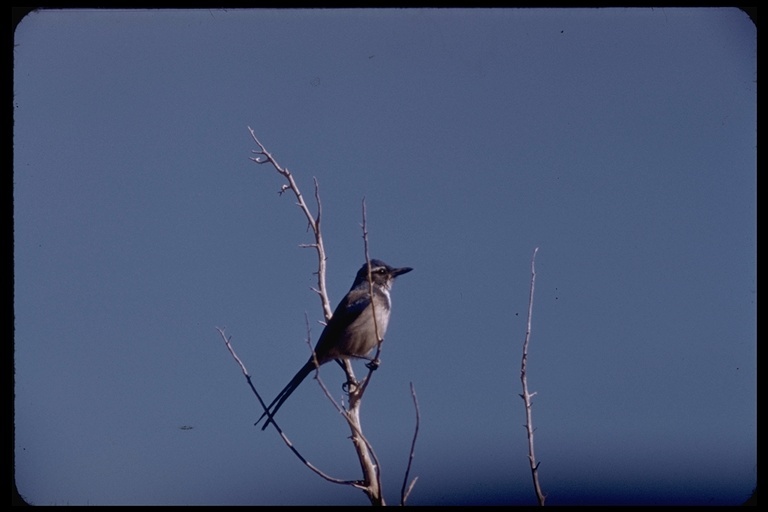 Aphelocoma californica californica (Vigors 1839) resmi