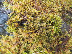 Image of racomitrium moss