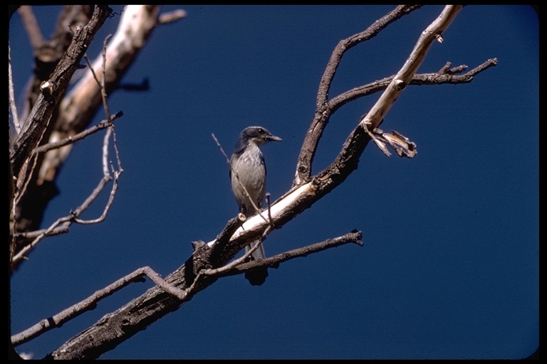 صورة Aphelocoma californica californica (Vigors 1839)