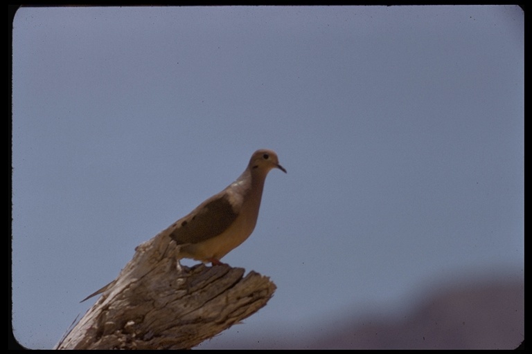 Image of American Mourning Dove