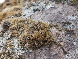 Image of racomitrium moss