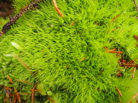 Image of dicranum moss