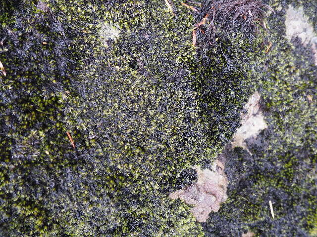 Image of racomitrium moss