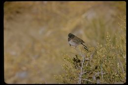 Image of Dark-eyed Junco