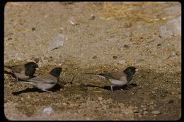 Image of Dark-eyed Junco