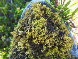 Image of Grimmiaceae